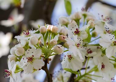white flower in spring