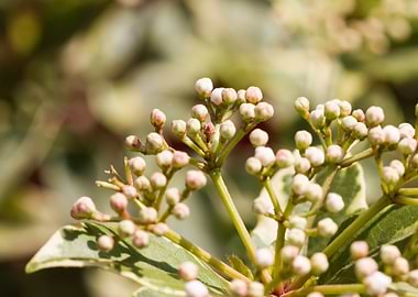 white flower in spring