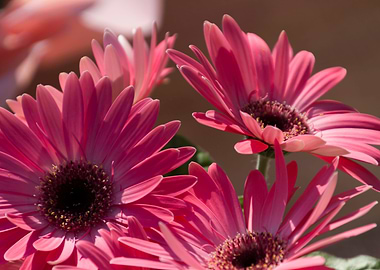 daisies in the garden