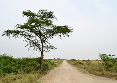 road in the African savann