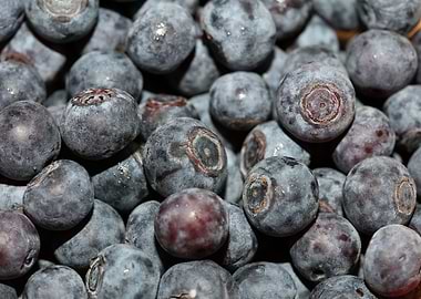 Bluberries wild fruits