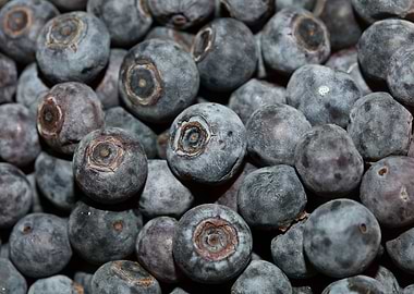 Bluberries wild fruits