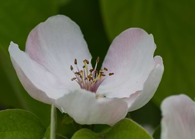 pear quince flower