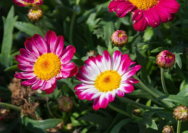 daisies in the garden