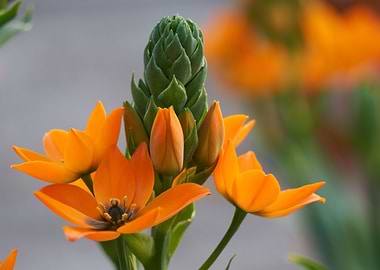 Ornithogalum ornitogallo