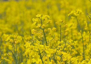 rapeseed in the garden