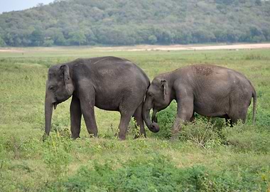 elephant in the jungle