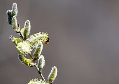 buds on the tree in spring