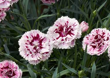 carnation in the garden