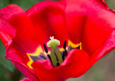 tulip in the garden