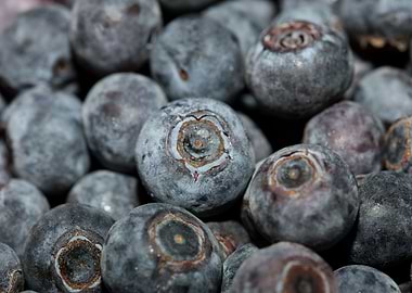 Bluberries wild fruits