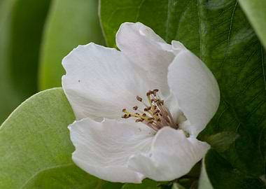 pear quince flower