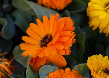 daisies in the garden
