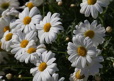 daisies in the garden