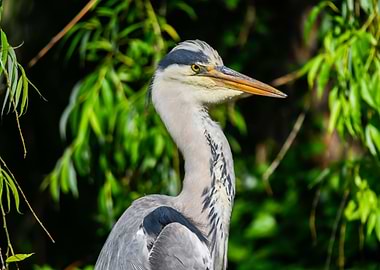 grey heron resting on pond