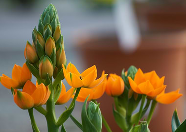 Ornithogalum ornitogallo