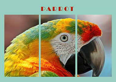 Parrot