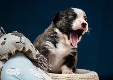 Welsh Corgi Cardigan