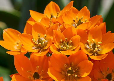 Ornithogalum ornitogallo