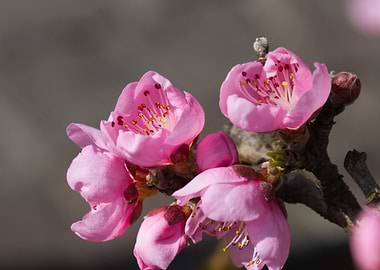 pink flower in the garden