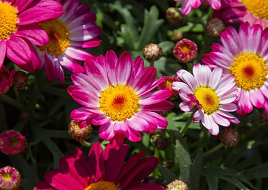 daisies in the garden