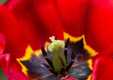tulip in the garden