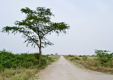 road in the African savann