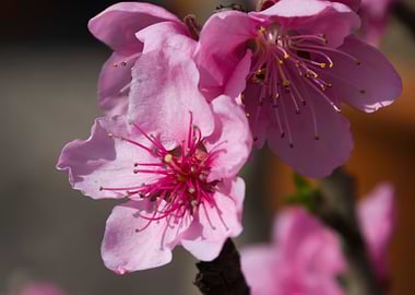 pink flower in the garden