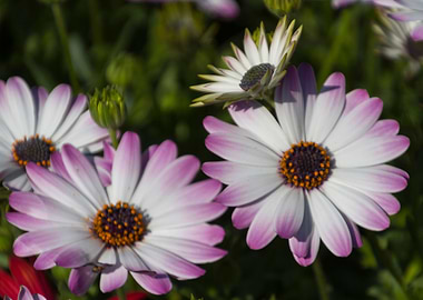 daisies in the garden