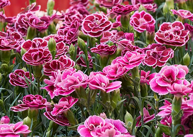 carnation in the garden