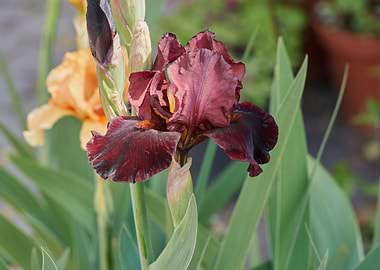 iris in the garden