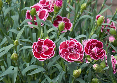 carnation in the garden