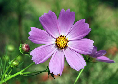 Purple Flora