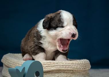 Welsh Corgi Cardigan