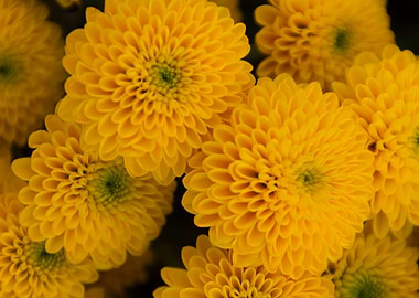 flower in the garden