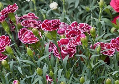 carnation in the garden