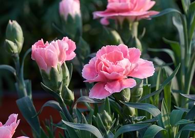 carnation in the garden