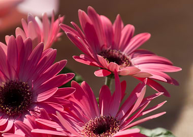daisies in the garden