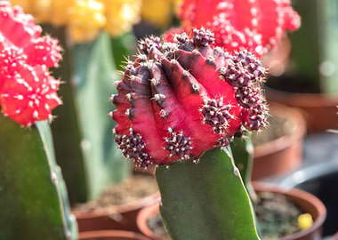 colorful succulent plant