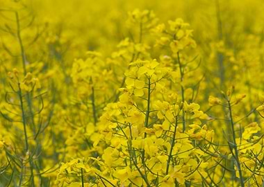 rapeseed in the garden