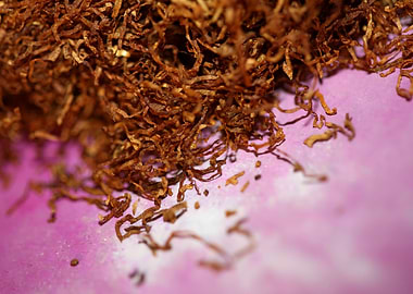 Tobacco leaves background