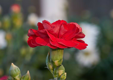 carnation in the garden