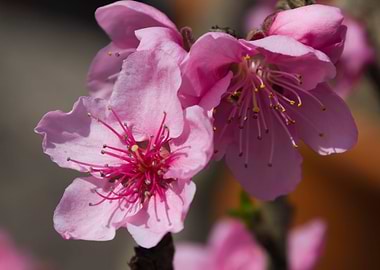 pink flower in the garden