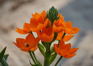 Ornithogalum ornitogallo