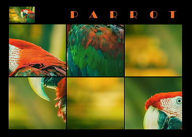Parrot