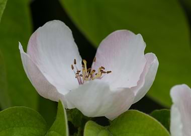 pear quince flower
