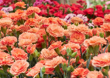 carnation in the garden
