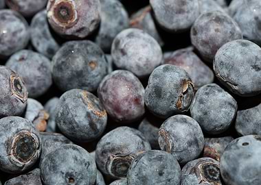 Bluberries wild fruits