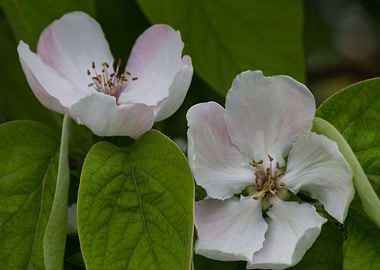 pear quince flowe