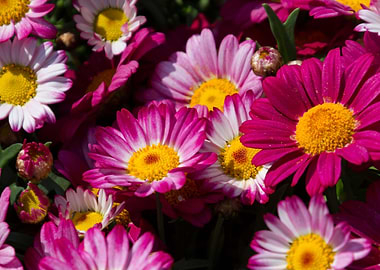 daisies in the garden